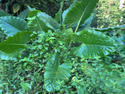 Alocasia macrorrhizos observed 2026-10-09