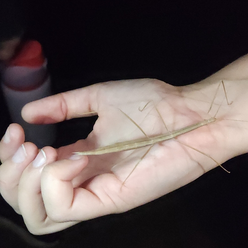 Striped Walkingstick photo 2