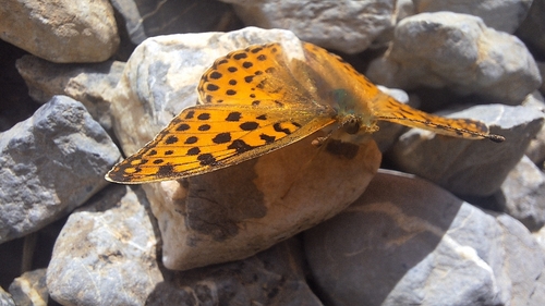 Queen of Spain Fritillary