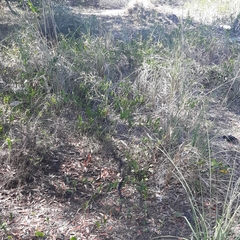 Coluber constrictor priapus