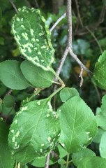 Eriophyes similis