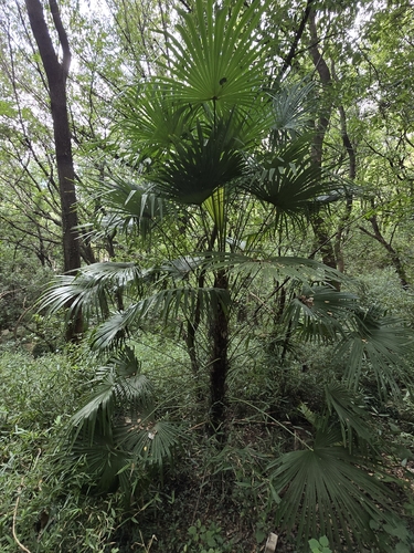 Chusan Palm
