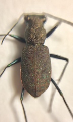 Apterodela unipunctata