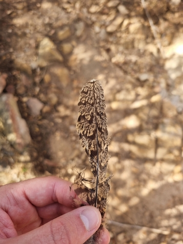 Plume de Engoulevent d'Europe
