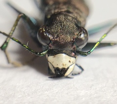 Apterodela unipunctata