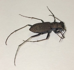 Apterodela unipunctata