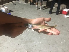 Trachurus symmetricus