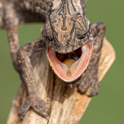 Common Chameleon