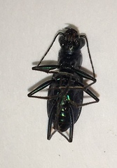 Apterodela unipunctata