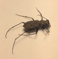 Apterodela unipunctata