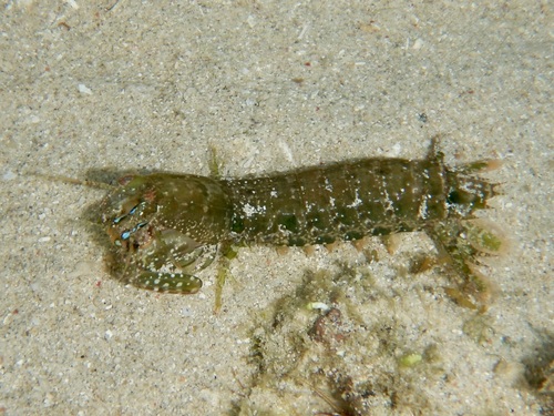 Pseudosquilla observed 2026-10-10