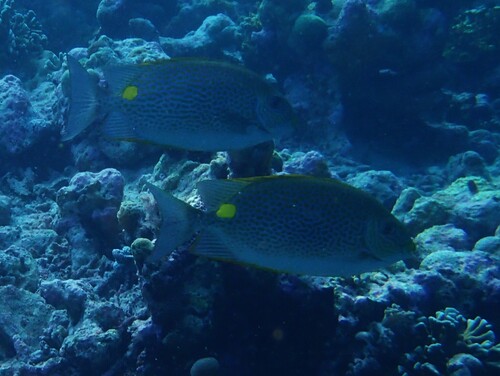 Siganus guttatus observed 2026-10-10