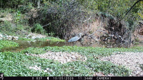 Great Blue Heron