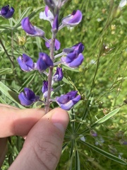 Lupinus oreganus