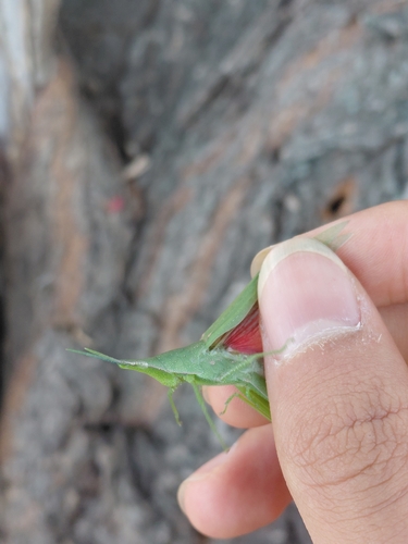 Pink-winged Grasshopper