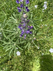 Lupinus oreganus