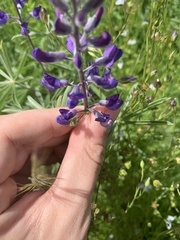 Lupinus oreganus