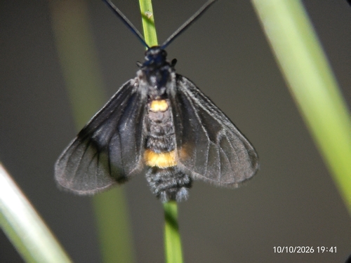 Psichotoe duvaucelii