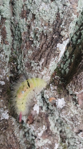 Pale Tussock Moth