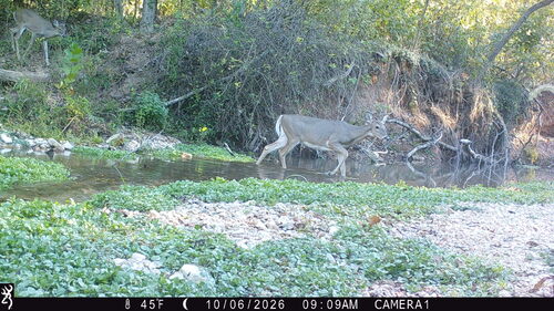 White-tailed Deer