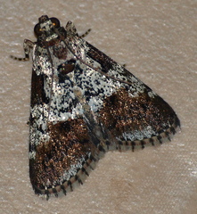 Orthaga rubridiscalis