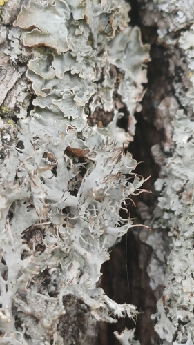 Great Ciliated Lichen