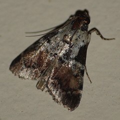 Orthaga rubridiscalis