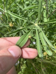 Lupinus oreganus
