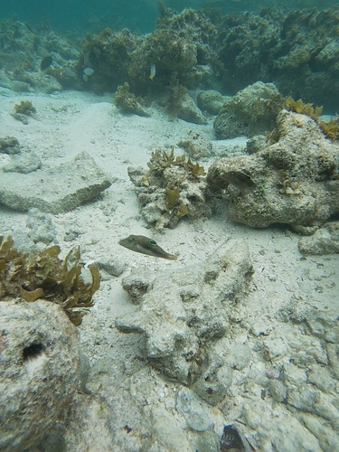 Canthigaster bennetti observed 2026-10-10