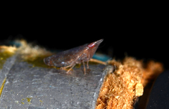 Scaphytopius rubellus