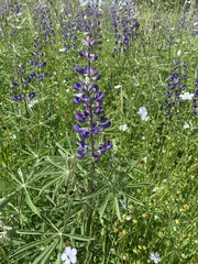 Lupinus oreganus