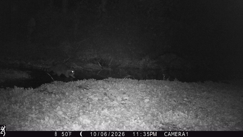 Common Raccoon