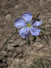 Linum pratense