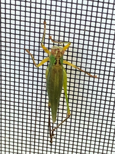 Black-legged Meadow Katydid