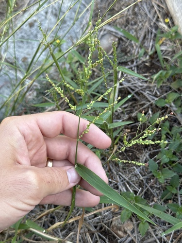 Urochloa fusca observed 2026-10-10