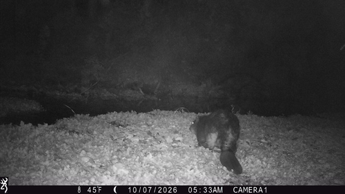 American Beaver
