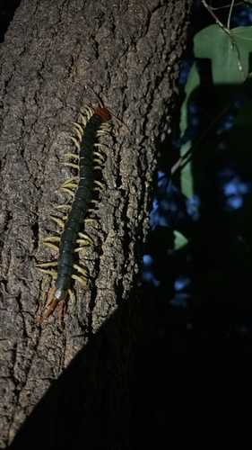 Chinese Red-headed Centipede