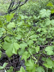 Ribes hudsonianum petiolare