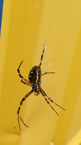 Wasp Spider