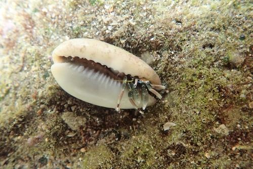 Calcinus latens observed 2026-10-09