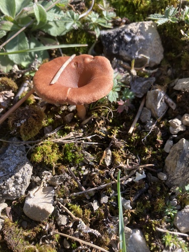 Omphalina pyxidata, 2026-10-10