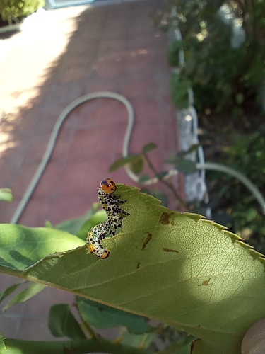 Rose Sawfly