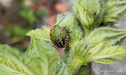 Southern Green Stink Bug