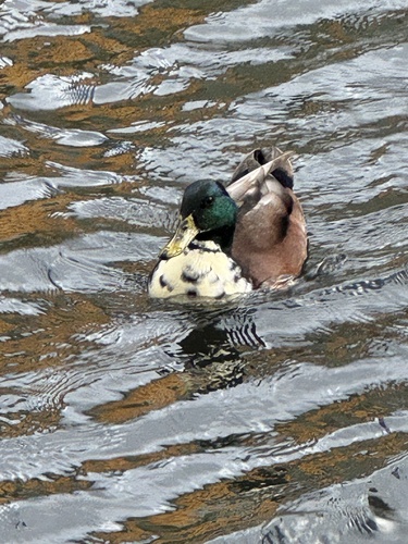 Mallard
