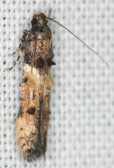 Walshia miscecolorella
