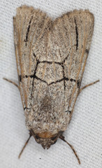 Sympistis ragani