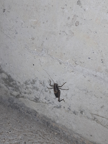 Dark Bush-cricket