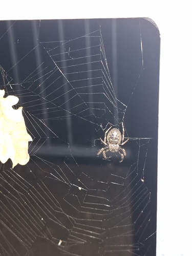 Walnut Orbweaver