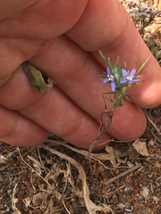 Eriastrum filifolium