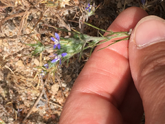 Eriastrum filifolium
